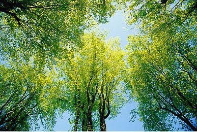 《Letter Bunny》Steam页面上线 治愈系兔子邮递员